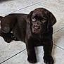 animal, brown, canine, chocolate, cute, dog, domestic, floor, fur, indoor, labrador, looking, lying, paw, pet, pet_indoor, puppy, tail, tile, young