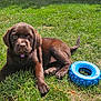 animal, blue, canine, chocolate, collar, cute, dog, fur, grass, labrador, lying_down, nature, outdoor, pet, play, puppy, summer, sunlight, toy, young