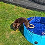 animal, backyard, blue_pool, daylight, dog, fun, grass, green_grass, outdoor, pet, playful, pool, puppy, small_pool, summer, sunny, toy, water, wet_fur, young_dog