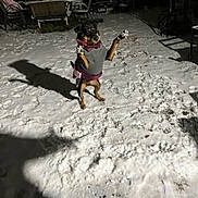 Ramona joined the competition — help win amazing prizes! dog, snow, night, jumping, outdoor, snowfall, clothing, pet, yard, shadow, furniture, cold, animal, winter, playful, canine, dark, blanket, lawn_chair, table