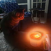 Loki joined the competition — help win amazing prizes! book, candle, cat, chair, cozy, curiosity, cushion, dim_light, door, furniture, glass, glow, indoor, light, pattern, pet, remote_control, shadow, table, warmth