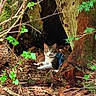 cat, forest, tree_trunk, leaves, nature, animal, outdoor, wildlife, greenery, moss, branches, woodland, curious, feline, ground, sunlight, trunk, resting, eyes, wilderness