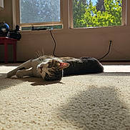 Ace is registered to the contest to win money with this photo: animal, carpet, cat, cord, cozy, daylight, feline, globe, greenery, home, indoor, lamp, pet, quiet, relaxing, resting, shadow, sunlight, table, window