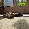 animal, carpet, cat, cord, cozy, daylight, feline, globe, greenery, home, indoor, lamp, pet, quiet, relaxing, resting, shadow, sunlight, table, window