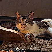 Ace is registered to the contest to win money with this photo: cat, tabby_cat, white_paws, indoor, carpet, rug, wooden_furniture, sunlight, shadow, relaxed, alert, pet, animal, whiskers, ears, floor, domestic_cat, feline, home, curious