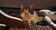 Ace is registered to the contest to win money with this photo: alert, animal, carpet, cat, curious, domestic_cat, ears, feline, floor, home, indoor, pet, relaxed, rug, shadow, sunlight, tabby_cat, whiskers, white_paws, wooden_furniture