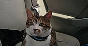 Ace is registered to the contest to win money with this photo: cat, tabby_cat, car_interior, leather_seat, seatbelt, window, water_container, pet, animal, feline, backseat, collar, domestic_animal, resting, curious, indoor, transportation, vehicle, leisure, companion