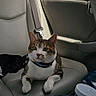cat, tabby_cat, car_interior, leather_seat, seatbelt, window, water_container, pet, animal, feline, backseat, collar, domestic_animal, resting, curious, indoor, transportation, vehicle, leisure, companion