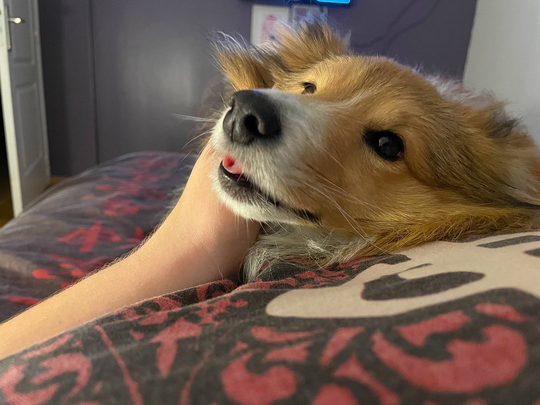 River a rejoint le concours — aidez-le/la à gagner de superbes lots ! carnivore, comfort, companion_dog, dog, dog_breed, dog_supply, ear, eyelash, fawn, flooring, fur, german_spitz, paw, pomeranian, snout, spitz, toy, toy_dog, whiskers, working_animal