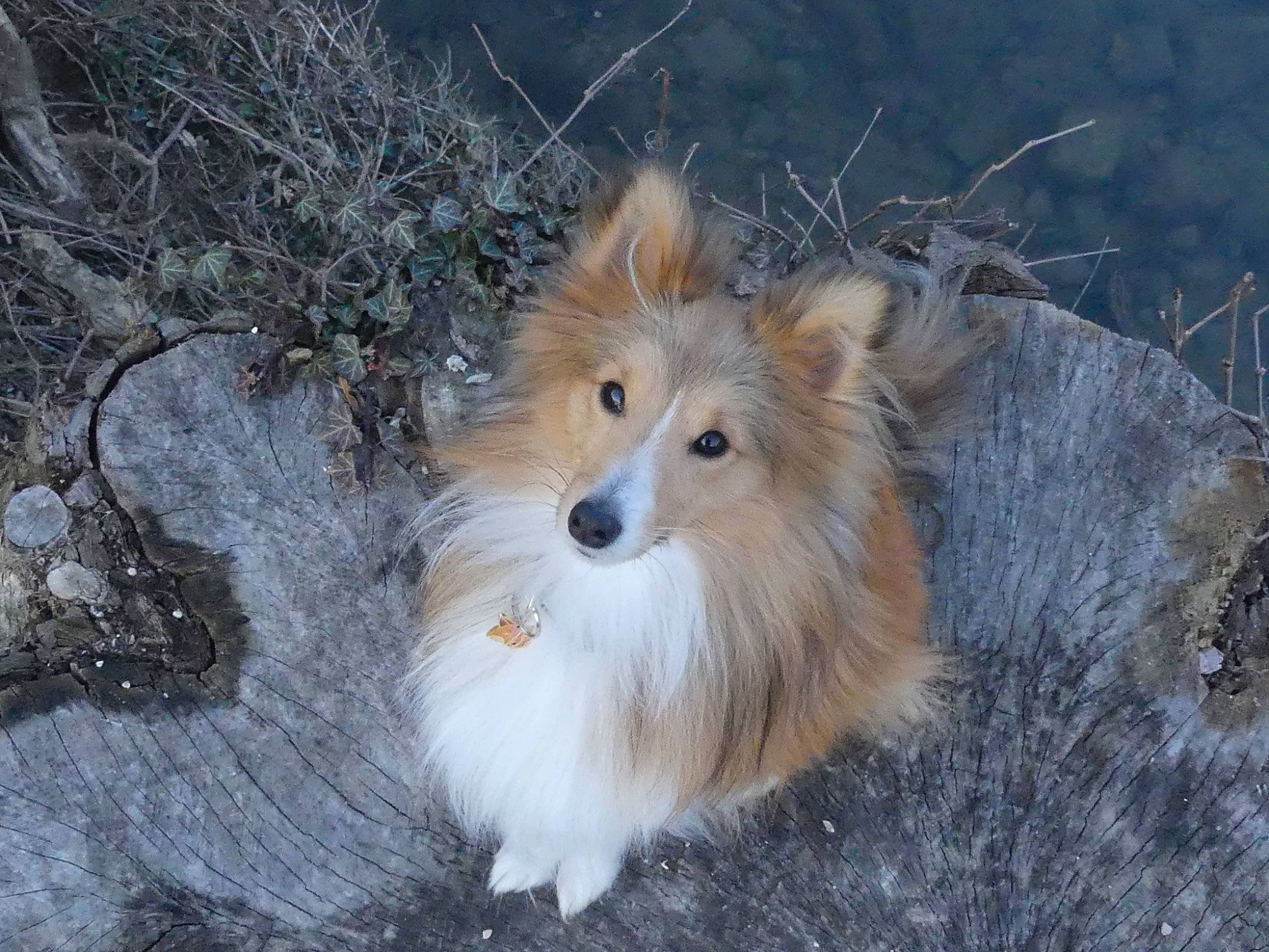 River a rejoint le concours — aidez-le/la à gagner de superbes lots ! canidae, canis, carnivore, collie, companion_dog, dog, dog_breed, fawn, fur, rough_collie, shetland_sheepdog, snow, sporting_group, terrestrial_animal, whiskers, wildlife, winter