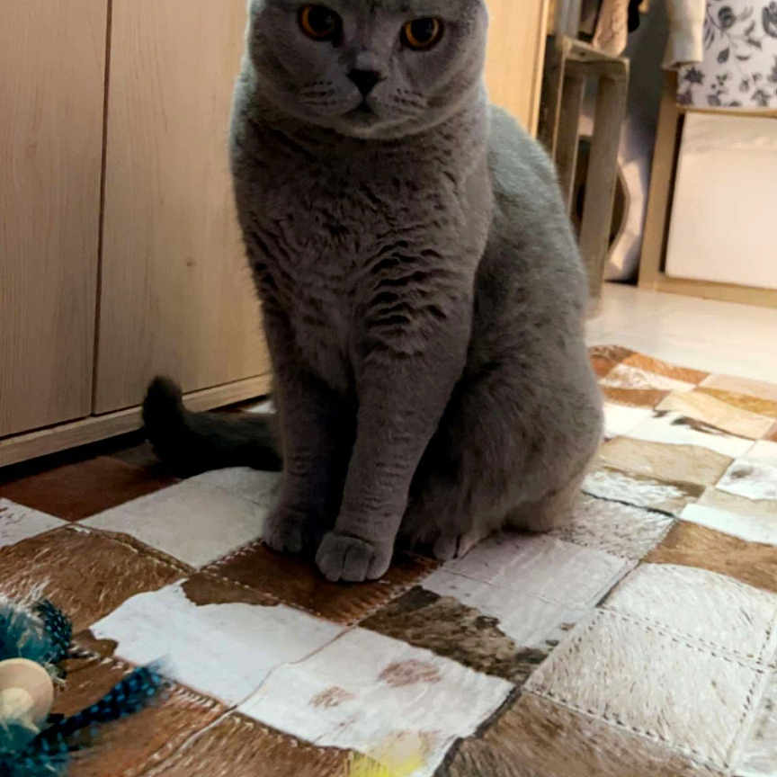 Simone