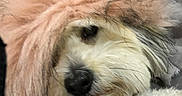 Shelby participe au concours pour gagner de l'argent avec cette photo : dog, puppy, fluffy, shaggy, white_fur, brown_fur, pink_hood, hooded, close_up, pet, animal, black_nose, eye, face, portrait, cuddly, cozy, snuggled, indoor, adorable