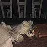 Shelby participe au concours pour gagner de l'argent avec cette photo : dog, small_dog, fluffy, white_fur, curly_fur, upside_down, lying_down, sleeping, relaxed, playful, pet, canine, couch, sofa, cushion, coffee_table, living_room, indoor, cozy, portrait
