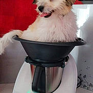 Shelby a rejoint le concours — aidez-le/la à gagner de superbes lots ! dog, puppy, pet, white_dog, brown_patches, fluffy, small_dog, sitting, kitchen, appliance, mixing_bowl, thermomix, countertop, indoor, portrait, red_background, tongue_out, cute, funny, household