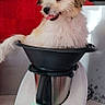 appliance, brown_patches, countertop, cute, dog, fluffy, funny, household, indoor, kitchen, mixing_bowl, pet, portrait, puppy, red_background, sitting, small_dog, thermomix, tongue_out, white_dog