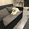 animal, couch, curtains, cushions, dog, fluffy, furniture, home, indoor, living_room, pet, plant, portrait, relaxed, side_table, small_dog, sofa, tile_floor, white_fur, wicker