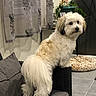 Shelby participe au concours pour gagner de l'argent avec cette photo : dog, small_dog, fluffy_dog, white_dog, long_hair, standing, chair, cushion, tail, indoors, home, living_room, curtains, tile_floor, plant, pet, portrait, looking_at_camera, cute, photograph