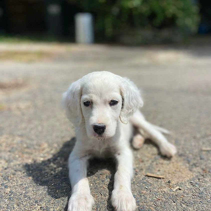 Vicky participe au concours pour gagner de l'argent avec cette photo : animal, canine, cockerspaniel, dog, eskimodog, goldenretriever, hound, labradorretriever, pet, poodle, puppy, snout, terrier, whitedog