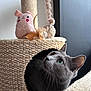 Tsukiko a rejoint le concours — aidez-le/la à gagner de superbes lots ! cat, gray_cat, cat_tree, plush_toy, feather_toy, indoor, pet, curious, feline, cozy, hideout, looking_up, whiskers, ears, green_eyes, soft_texture, scratching_post, playful, cute, domestic_animal