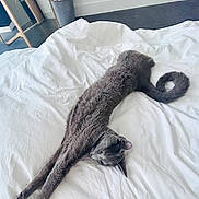 Tsukiko participe au concours pour gagner de l'argent avec cette photo : cat, gray_cat, stretching, bed, white_bedspread, indoor, plant, mirror, floor, relaxing, feline, pet, cozy, fur, whiskers, tail, paws, resting, home, comfortable