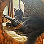 cat, gray_cat, basket, woven_basket, pet, indoor, natural_light, feather_toy, relaxed, feline, animal, cozy, resting, fur, whiskers, paw, tail, home, window, wood_floor