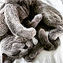 Tsukiko participe au concours pour gagner de l'argent avec cette photo : cat, gray_cat, sleeping, curled_up, cozy, fur, pet, animal, whiskers, paws, tail, relaxed, indoors, bed, blanket, cute, feline, resting, soft, nap