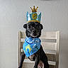 dog, birthday_crown, blue_bandana, chair, wooden_table, pet, black_dog, indoor, portrait, celebration, number_6, sitting, looking_at_camera, cute, small_dog, animal, face, fur, ears, expression