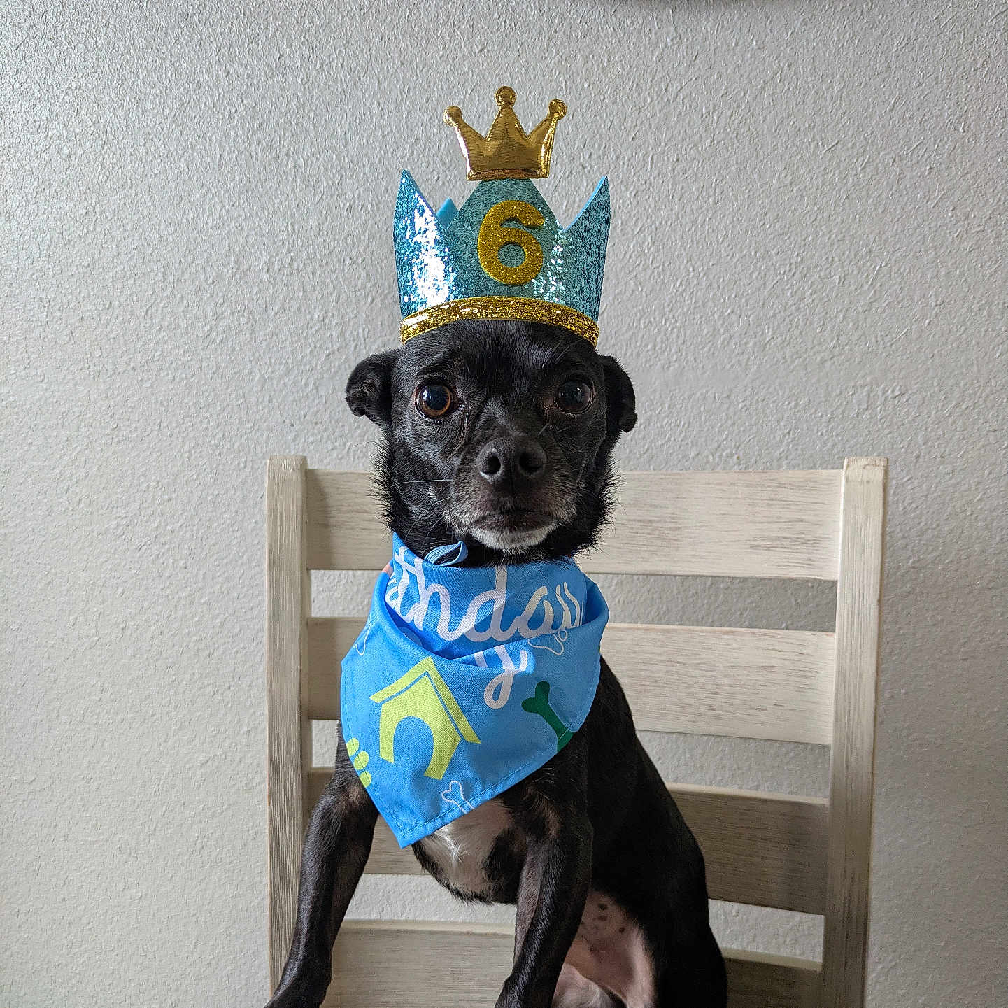 Bruno joined the competition — help win amazing prizes! dog, birthday_crown, blue_bandana, chair, wooden_table, pet, black_dog, indoor, portrait, celebration, number_6, sitting, looking_at_camera, cute, small_dog, animal, face, fur, ears, expression