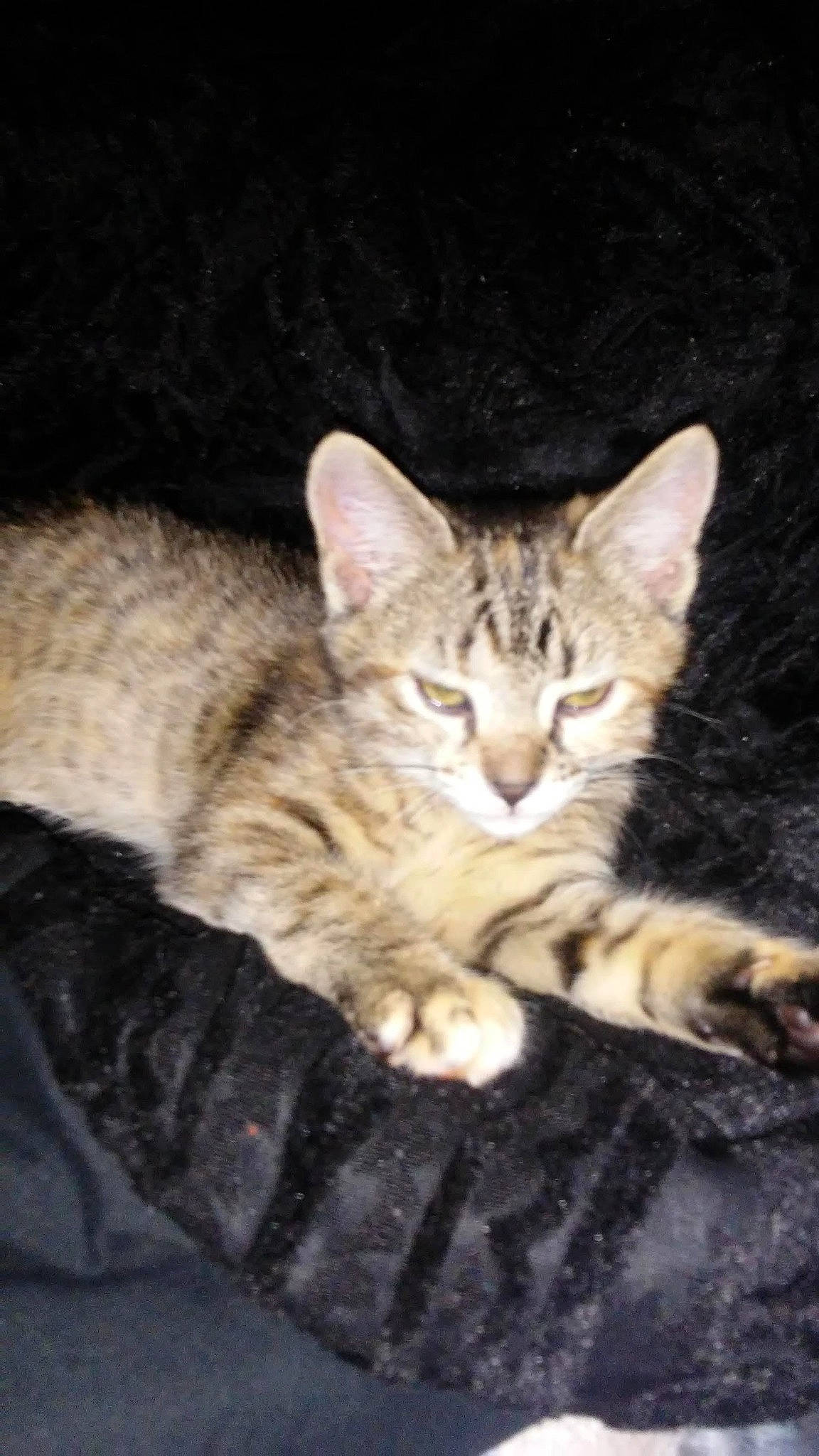 Cleo is registered to the contest to win money with this photo: carnivore, cat, claw, domestic_short_haired_cat, felidae, fur, paw, sitting, small_to_medium_sized_cats, snout, tail, terrestrial_animal, whiskers