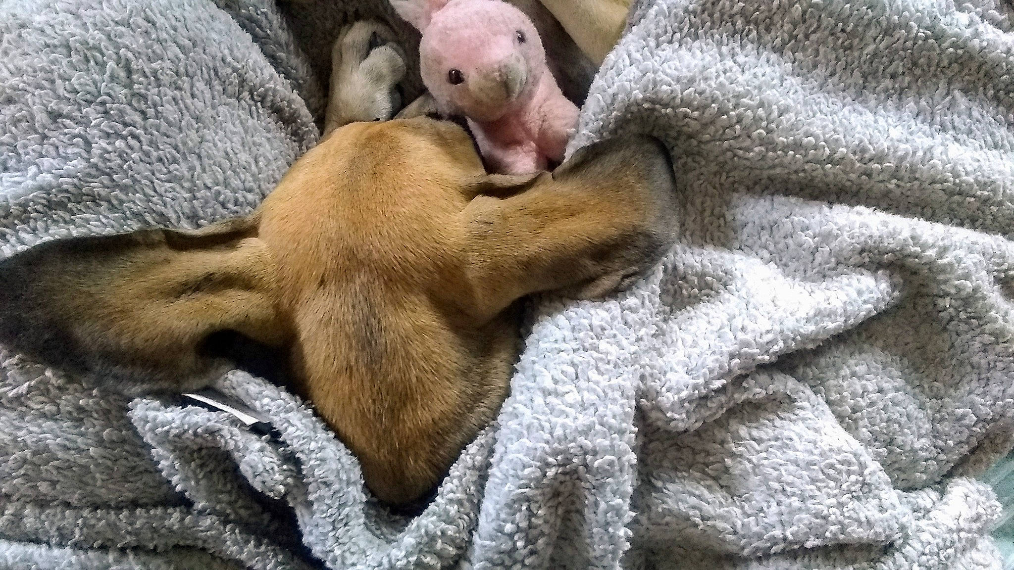 Shelby May is registered to the contest to win money with this photo: canidae, carnivore, comfort, companion_dog, dog, dog_breed, ear, fawn, fur, grey, linens, liver, paw, snout, sporting_group, tail, terrestrial_animal, vertebrate, whiskers, working_animal