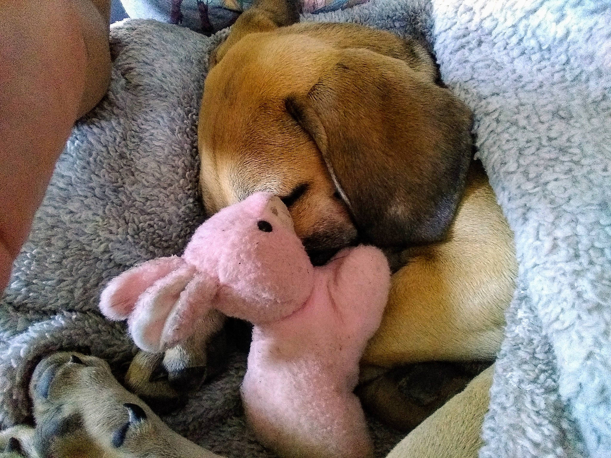 Shelby May joined the competition — help win amazing prizes! canidae, carnivore, comfort, companion_dog, dog, dog_breed, dog_supply, fawn, foot, linens, liver, paw, pet_supply, plush, snout, stuffed_toy, tail, terrestrial_animal, toy, working_animal