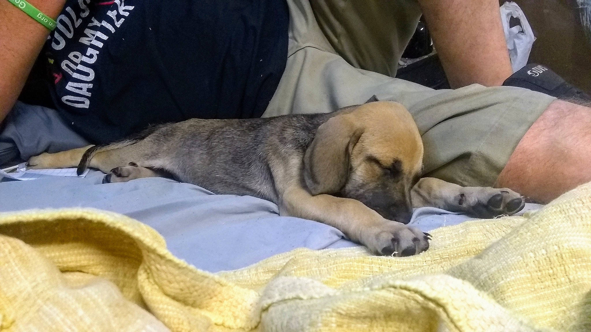 Shelby May is registered to the contest to win money with this photo: canidae, carnivore, comfort, companion_dog, dog, dog_breed, fawn, fur, linens, mammal, nap, paw, sporting_group, vertebrate