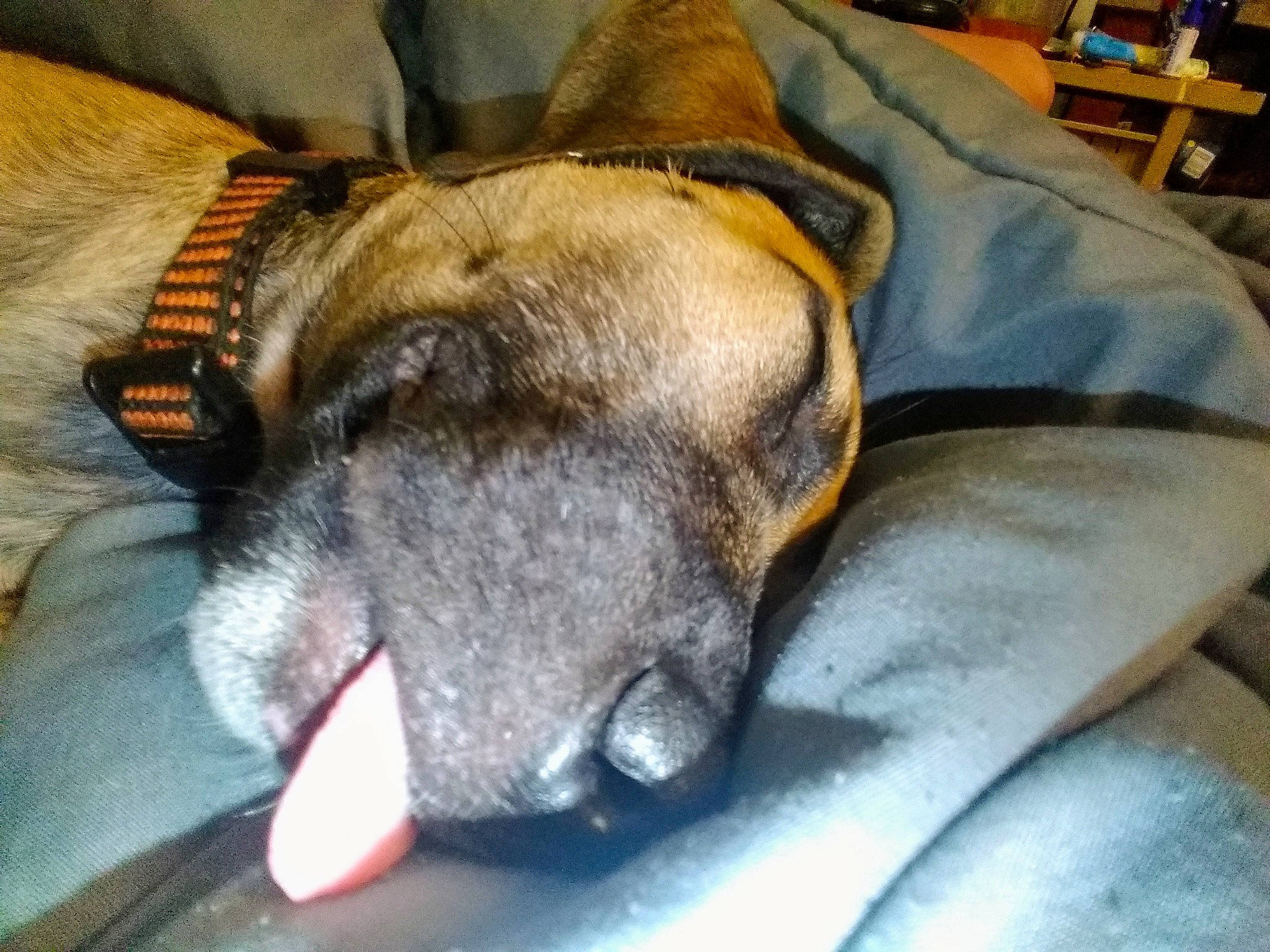 Shelby May joined the competition — help win amazing prizes! canidae, carnivore, collar, comfort, companion_dog, dog, dog_breed, dog_collar, ear, fawn, fur, guard_dog, nap, paw, pet_supply, sleep, snout, sporting_group, whiskers, working_dog