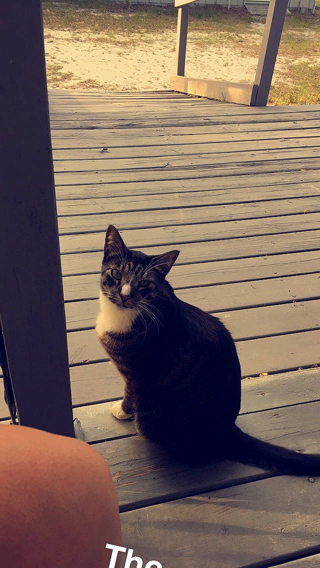 Napoleon is registered to the contest to win money with this photo: asian, black_cat, carnivore, cat, domestic_short_haired_cat, european_shorthair, eye, felidae, leg, light, sand, shadow, sitting, sky, small_to_medium_sized_cats, snapshot, sunlight, tail, whiskers, window