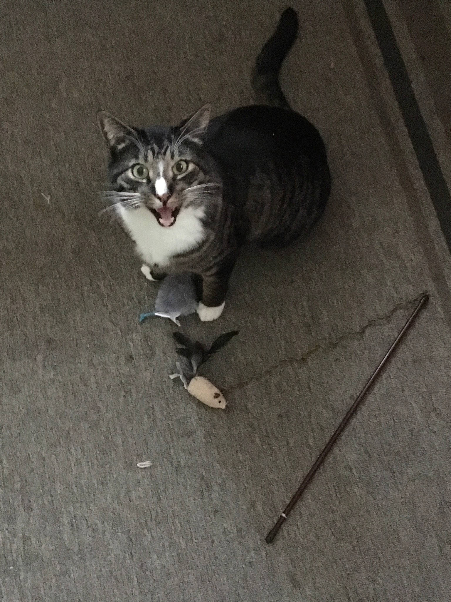 Napoleon joined the competition — help win amazing prizes! aegean_cat, american_wirehair, carnivore, cat, domestic_short_haired_cat, european_shorthair, felidae, floor, flooring, kitten, paw, small_to_medium_sized_cats, tabby_cat, tail, whiskers