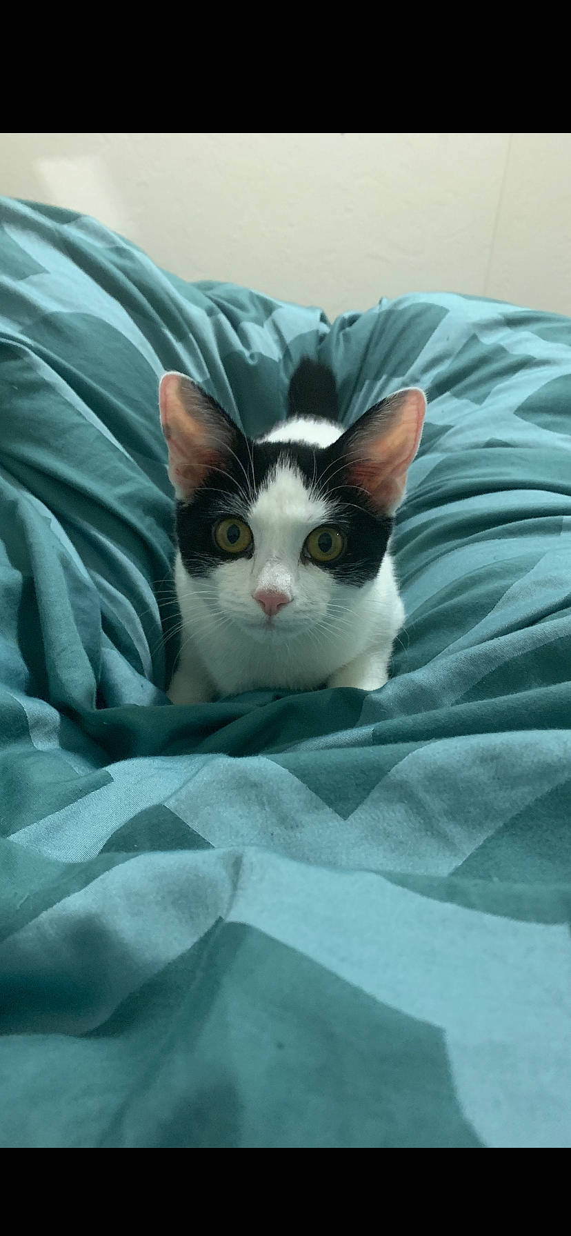 Dynamo joined the competition — help win amazing prizes! aegean_cat, american_wirehair, carnivore, cat, domestic_short_haired_cat, european_shorthair, felidae, japanese_bobtail, kitten, mammal, small_to_medium_sized_cats, snout, vertebrate, whiskers