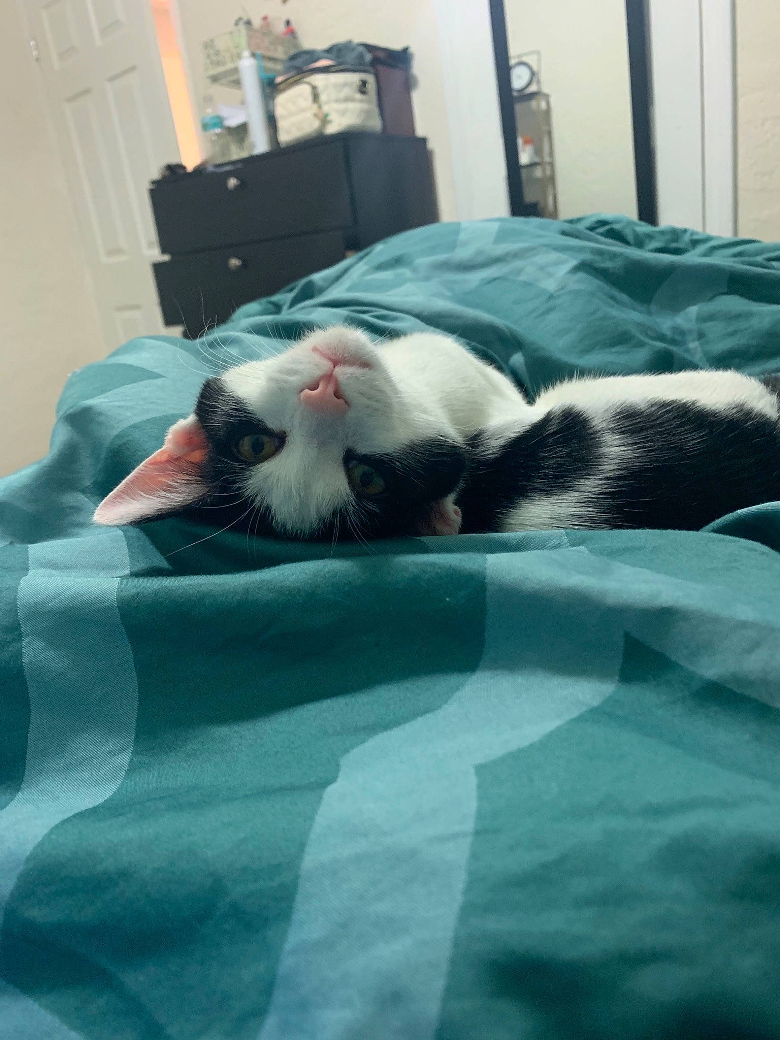 Dynamo joined the competition — help win amazing prizes! bed_sheet, carnivore, cat, felidae, fur, furniture, nap, sleep, small_to_medium_sized_cats, snout, tail, whiskers