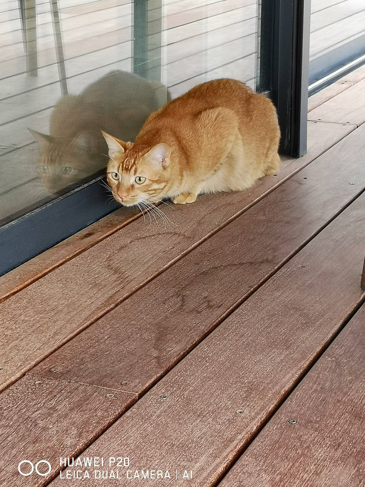 Rio a rejoint le concours — aidez-le/la à gagner de superbes lots ! carnivore, cat, comfort, domestic_short_haired_cat, fawn, felidae, floor, flooring, fur, hardwood, plank, plywood, rectangle, small_to_medium_sized_cats, snout, tail, whiskers, window, wood, wood_stain