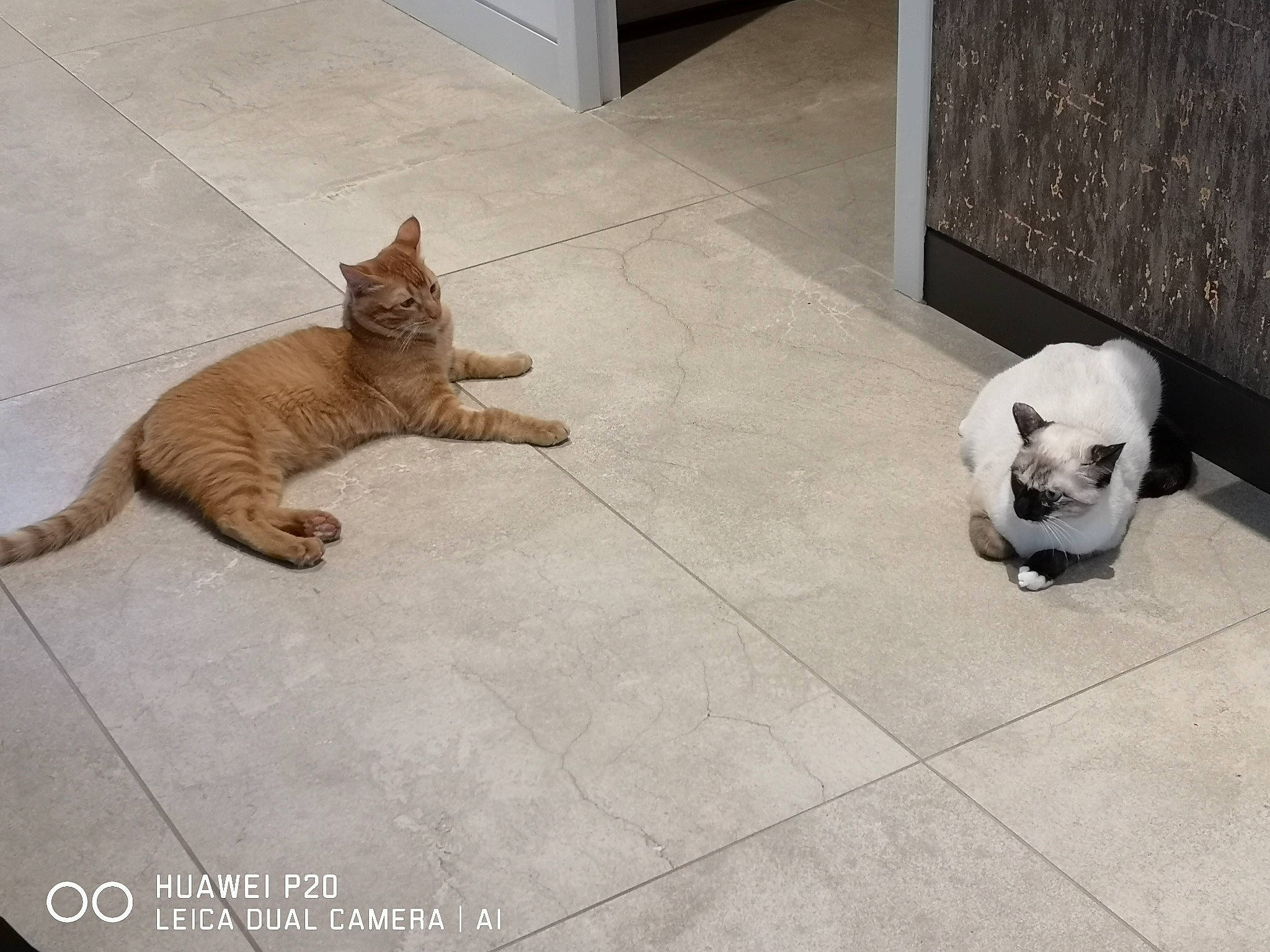 Rio a rejoint le concours — aidez-le/la à gagner de superbes lots ! carnivore, cat, comfort, domestic_short_haired_cat, fawn, felidae, floor, flooring, fur, grey, hardwood, paw, small_to_medium_sized_cats, snout, tail, terrestrial_animal, toy, vertebrate, whiskers, wood