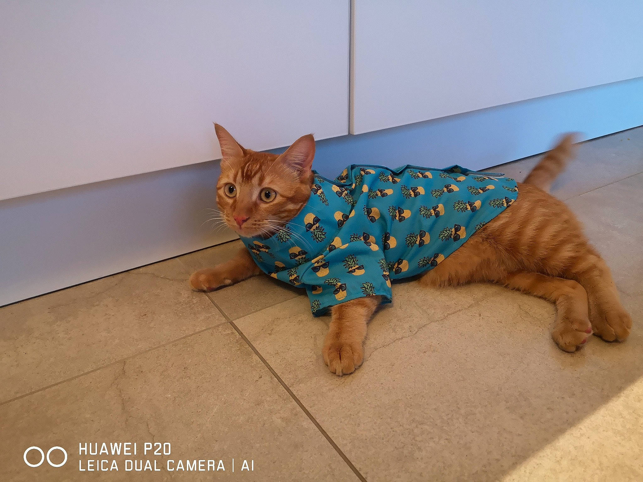 Rio participe au concours pour gagner de l'argent avec cette photo : canidae, carnivore, cat, comfort, domestic_short_haired_cat, eye, fawn, felidae, floor, flooring, foot, hardwood, head, pattern, room, sitting, small_to_medium_sized_cats, tail, whiskers, wood