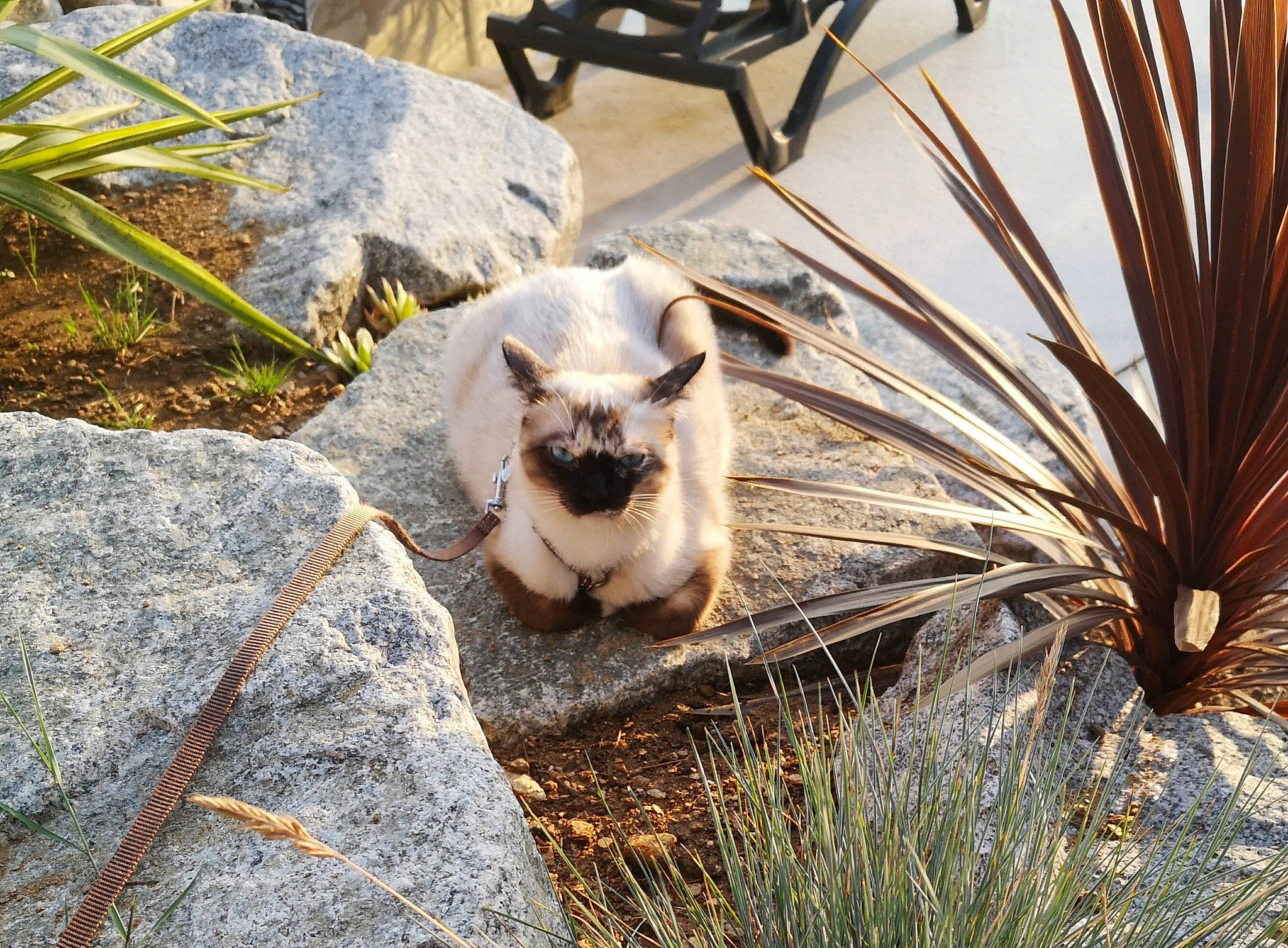 Billie participe au concours pour gagner de l'argent avec cette photo : arecales, botany, carnivore, cat, fawn, felidae, fur, grass, landscape, plant, rock, small_to_medium_sized_cats, snout, soil, tail, terrestrial_animal, tints_and_shades, whiskers, wildlife, wood