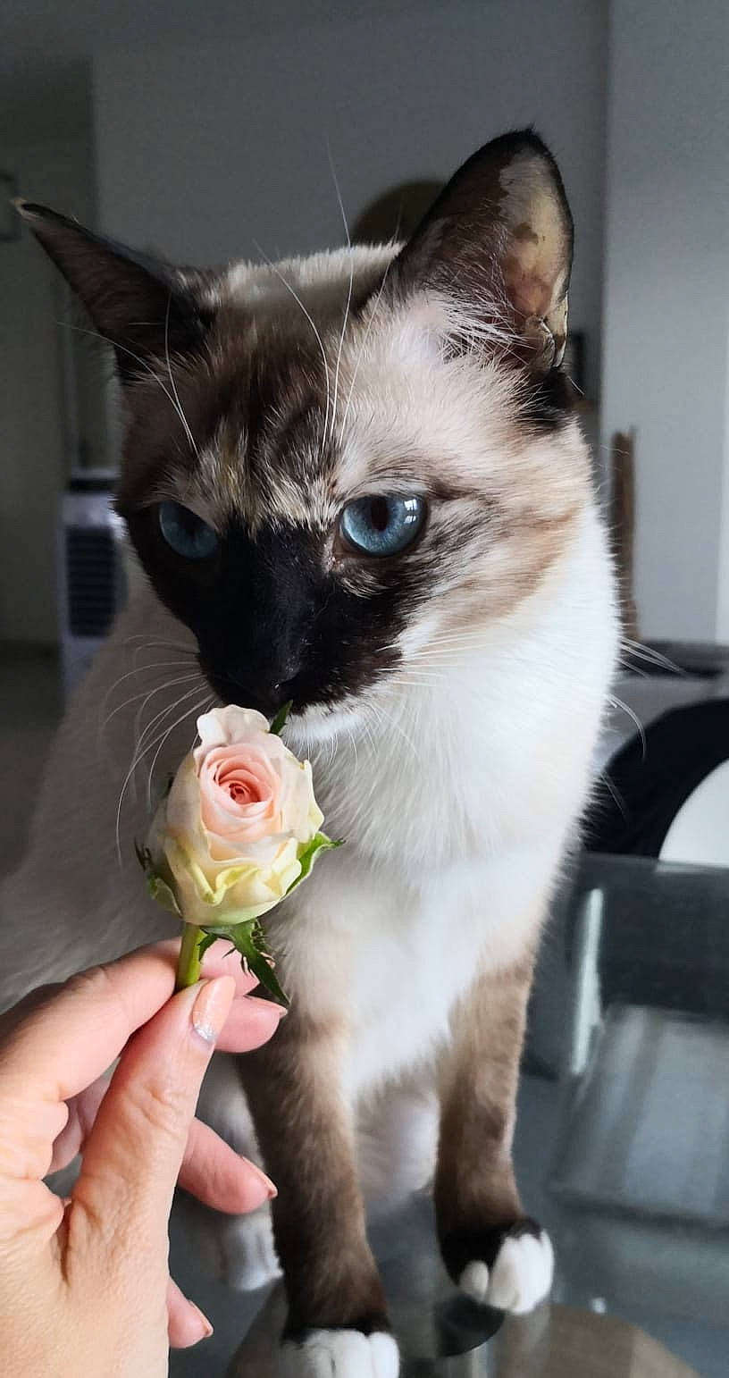 Billie participe au concours pour gagner de l'argent avec cette photo : carnivore, cat, domestic_short_haired_cat, felidae, flower, formal_wear, fur, grass, happy, iris, petal, plant, rose, rose_order, siamese, small_to_medium_sized_cats, snout, tail, thai, whiskers