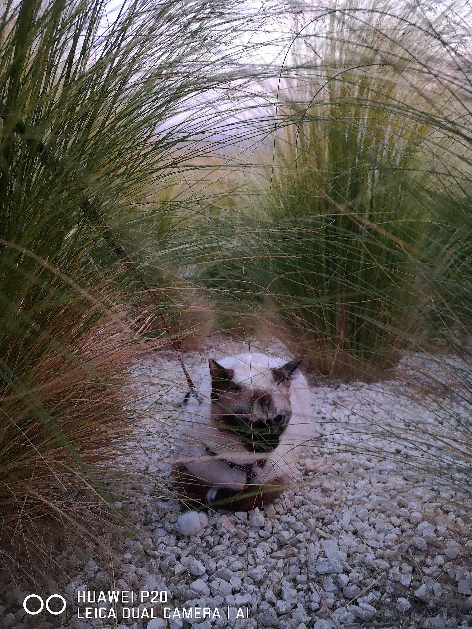 Billie participe au concours pour gagner de l'argent avec cette photo : branch, fawn, felidae, forest, freezing, grass, landscape, natural_landscape, plant, sky, snout, soil, tail, terrestrial_animal, tree, trunk, twig, vegetation, whiskers, wood
