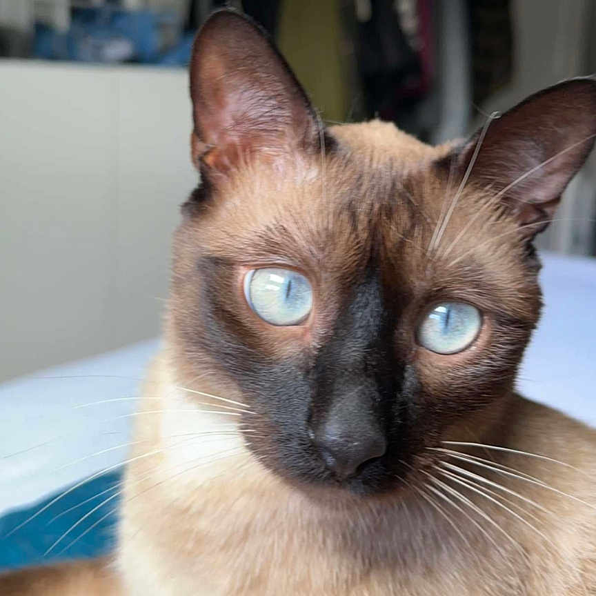 Gandja participe au concours pour gagner de l'argent avec cette photo : abyssinian, animal, cat, pet, siamese