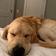 Nix joined the competition — help win amazing prizes! animal, bed, calm, canine, closeup, cozy, dog, ears, fur, golden_retriever, home, indoors, nose, peaceful, pet, relaxation, resting, sleeping, tail, white_bed