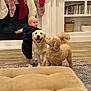 basket, books, child, child_hugging_dog, curly_dog, dog, fireplace, furniture, golden_retriever, holiday_decor, indoor, living_room, pet, poodle, portrait, rug, smiling_dog, stockings, toddler, wood_floor