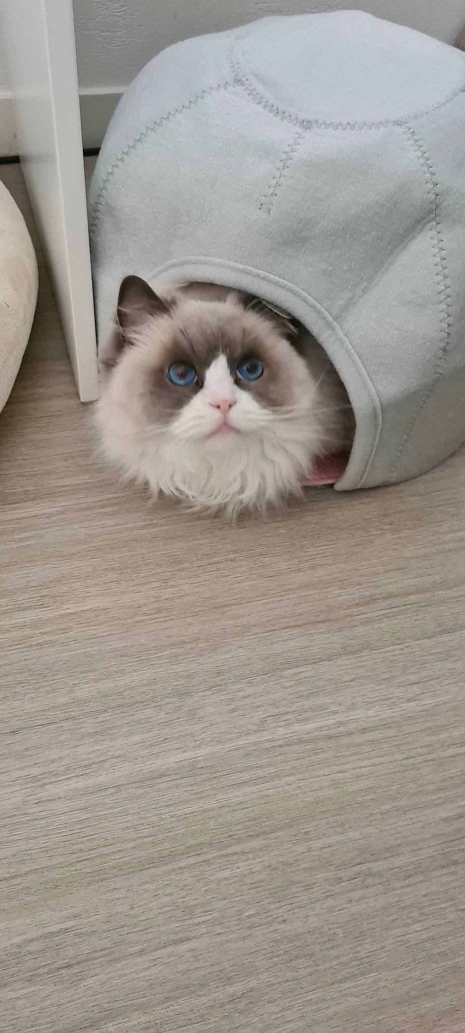 Jenna participe au concours pour gagner de l'argent avec cette photo : birman, carnivore, cat, comfort, fawn, felidae, flooring, fur, hardwood, paper_product, paw, sitting, small_to_medium_sized_cats, snout, tail, terrestrial_animal, whiskers, wood