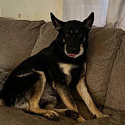 Sinbad is registered to the contest to win money with this photo: dog, canine, pet, couch, sofa, indoor, living_room, upholstery, tongue, ears, paws, sitting, black_and_tan, relaxed, portrait, domesticated_animal, home_interior, curtain, cushion, wall