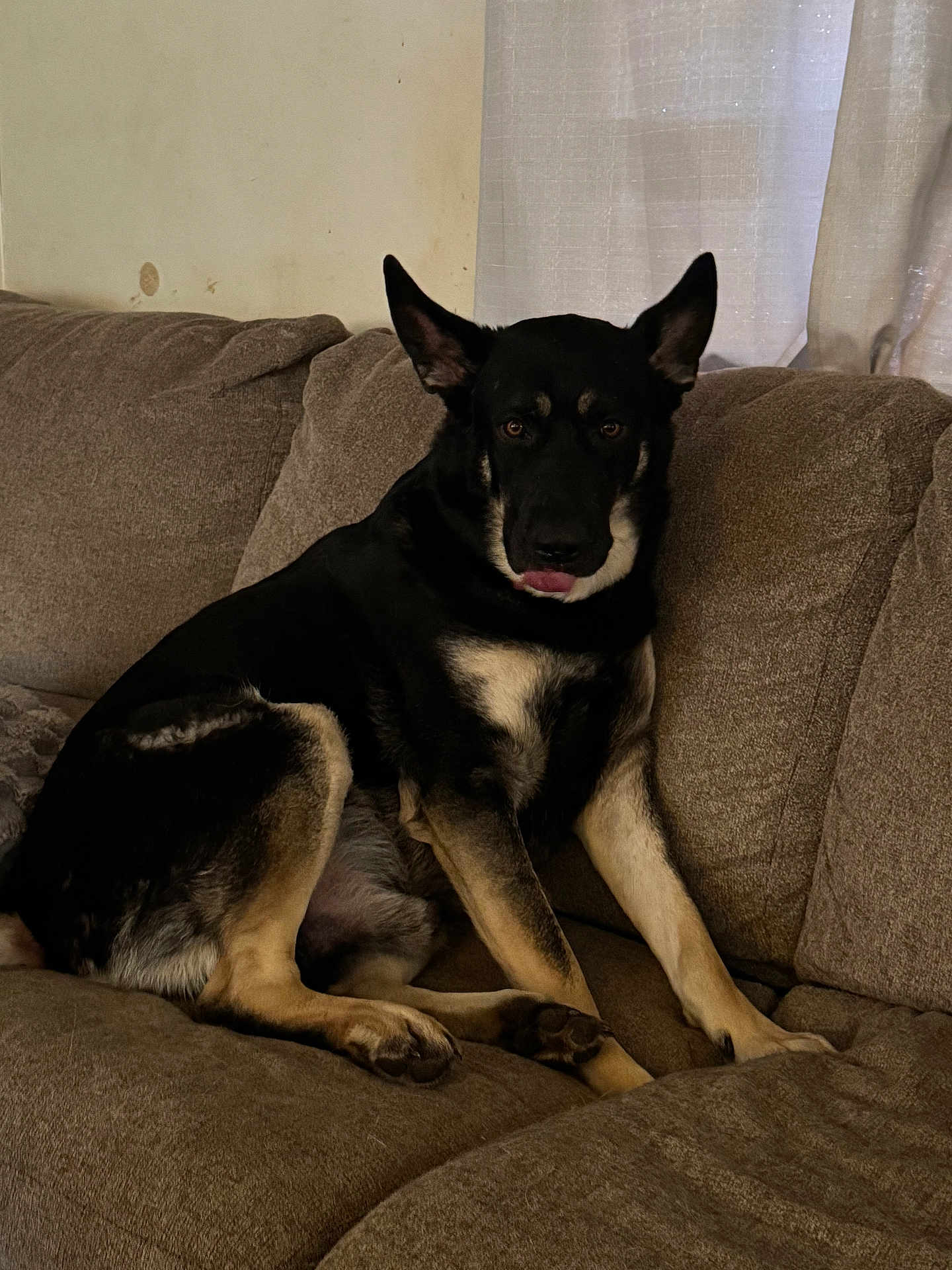 Sinbad is registered to the contest to win money with this photo: dog, canine, pet, couch, sofa, indoor, living_room, upholstery, tongue, ears, paws, sitting, black_and_tan, relaxed, portrait, domesticated_animal, home_interior, curtain, cushion, wall