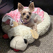 Emma joined the competition — help win amazing prizes! dog, small_dog, pet, bed, stuffed_animal_bed, pink_blanket, carpet, indoor, ears, tongue_out, collar, cute, animal, fluffy, relaxed, resting, cozy, toy, sleeping_area, domestic